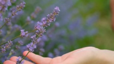 Kadın eli yavaşça günbatımında ya da yaz günü gün doğumunda lavanta mor çiçek tarlasına dokunur. Güneş ışınları mor bitkidir. Rahatla kızım, çiçeğin tadını çıkar. Aşk doğa konsepti
