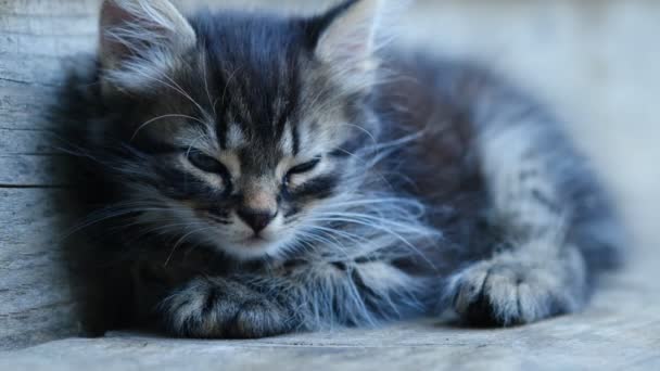 Close Selective Focus Beautiful Cute Small Striped Domestic Grey Kitten — Stock Video