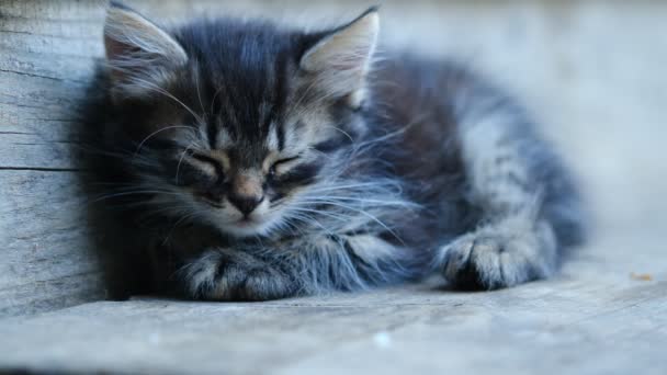 靠近可爱迷人的带条纹的家猫睡觉 躺在室内灰色的木头上 睡漂亮的小猫咪 可爱的宠物的概念 慢动作 — 图库视频影像