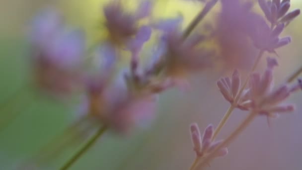 绽放紫罗兰芬芳花的精选焦点 在夏日平静的日子里 美丽的薰衣草在风中摇曳的近景 法国普罗旺斯的薰衣草场自然概念 慢动作 — 图库视频影像