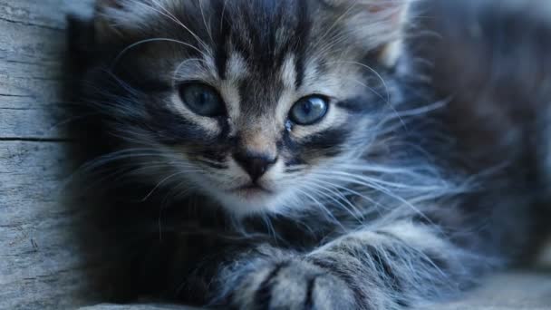 可爱美丽的灰色条纹家猫的近照 躺在家里的老木柴上 看着相机 可爱宠物猫的概念 — 图库视频影像