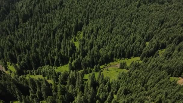 Drohnenaufnahmen Von Unberührten Grünen Wäldern Nationalpark Naturschutzgebiet Oder Naturschutzgebiet Gebirgswasserlauf — Stockvideo
