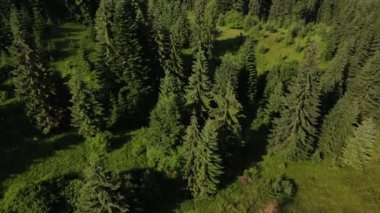 Sabahları fevkalade çam ormanlarının inanılmaz destansı insansız hava aracı çekimi ufuk çizgisine kadar büyülü bir sis bulutu var. İlham verici ve büyüleyici sakin sakin bir yaz sabahı güneşli bir günde uçmak.