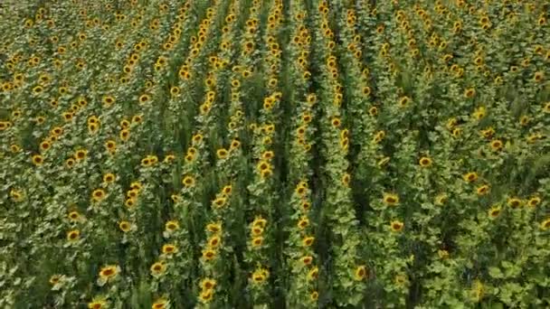 Luchtfoto Drone Uitzicht Boven Prachtige Zonnebloemen Veld Bovenaanzicht Van Landbouwgebied — Stockvideo