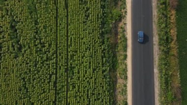 Yazın güneşli bir günde, güzel sarı ayçiçeği tarlasının yakınındaki kır yolunda giden mavi arabanın hava manzarası. Meadow 'da asfalt yolda uçan insansız hava aracı görüntüsü. Gezgin şehvet konsepti