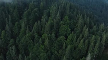 Puslu yeşil ormanın büyüleyici destansı destansı insansız hava aracı görüntüleri, her yerde büyülü sis var. İlham verici ve büyüleyici. Yaz ya da sonbahar sabahı büyük ağaçların sakin çekimi.