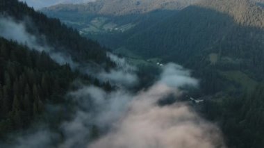 Güneşin doğuşu sırasında arka planda sisle kaplı muhteşem yeşil çam ormanlarının sinematik görüntüsü. Bulutlu, güneşli bir günde kırsal alanda güzel bir arka plan.