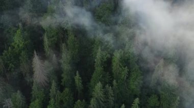 İnanılmaz derecede ilham verici destansı drone görüntüleri. Magneztik el değmemiş çam ormanı. İnanılmaz bir sis, ulusal park, koruma altındaki doğal alan ya da rezerv. Dramatik ve resimli bir sabah sahnesi. Güzellik dünyası konsepti