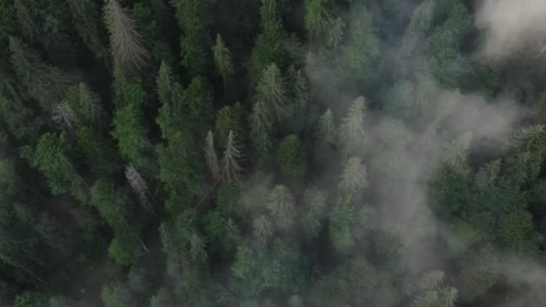 Csodálatos Inspiráló Drón Lövés Csodálatos Fenyőerdő Reggel Van Mágikus Köd — Stock videók