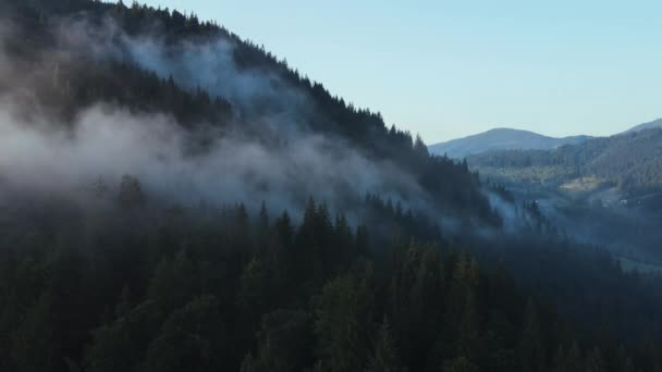 Episka Bilder Dimma Djup Och Vild Grön Tallskog Högt Bergen — Stockvideo