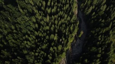 Güzel yaz ormanı ve vahşi nehir manzarası, orman havası. İnsansız hava aracı çam ağaçları ve yeşil ağaçların üzerinde uçar, doğadaki renkli dokular. Ormanın üzerinden uçmak, doğal arka plan hareket halinde