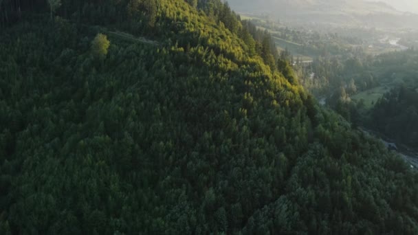 Воздушный Дрон Выстрел Красивых Зеленых Гор Покрытых Сосновым Лесом Полями — стоковое видео