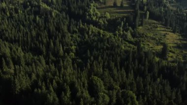 Destansı Magneztik Sabah Çam Ormanı 'nın havadan çekilmiş görüntüleri. Ağaç tepeleri bozulmamış ve el değmemiş doğa koruma alanıdır. Turizm ve seyahat konsepti için park keşfi ve seyahat merkezi