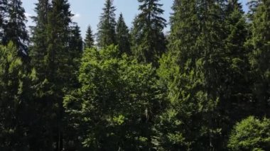 Güneşli bir günde yemyeşil çam ormanı, tarlaları ve dağların zirveleriyle donuk, kayan yaz manzarasının manzaralı panoramik manzarası. Açık hava konseptinin macera ve keşfi