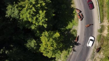 Yeşil çam ormanının hava drone görüntüsü, dolambaçlı dağ yolunun üzerinde ve arabalar güzel at sürülerinin yakınında otluyor. Minibüs gezisi için destansı bir manzara. Seyahat kavramı