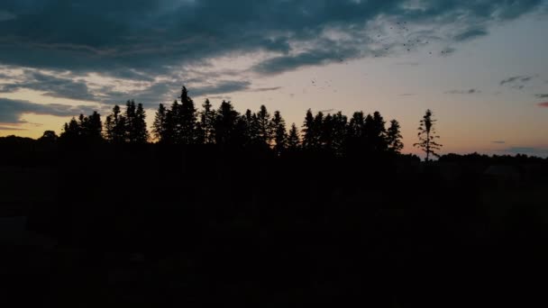 美しい日の出や日没の間に緑豊かな常緑の濃い松の森の上にカラフルな曇り空を飛んでシルエットの鳥の空中ビュードローン映画撮影 感動的な放浪の瞬間のための目的地 — ストック動画