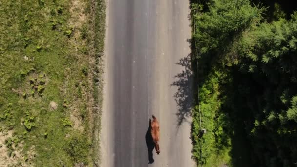 Letecký Dron Záběr Stád Koní Běží Horské Asfaltové Cestě Blízkosti — Stock video