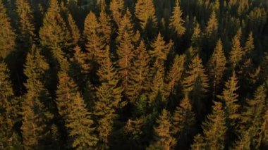 Güneşin doğuşunda ya da batışında güzel, sakin bir çam ormanının havadan görünüşü. Ladin kozalaklı ağaç tepelerinde uçan drone atışı, doğa geçmişi. Seyahat konsepti temiz sahne sahnesi
