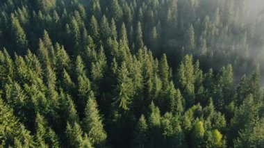 Sabah sisli yüksek dağlarda, yaz ya da sonbahar ulusal parkında derin ve vahşi çam ormanlarının ilham verici destansı insansız hava aracı görüntüleri. Bulutlar tepelerden yuvarlanır. Gezgin şehvet konsepti