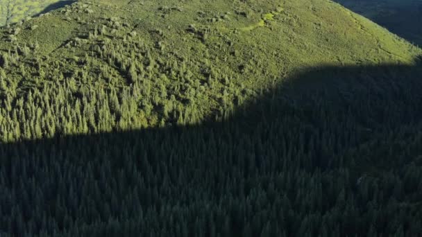 Vue Aérienne Belle Forêt Pins Matin Soir Les Cimes Des — Video