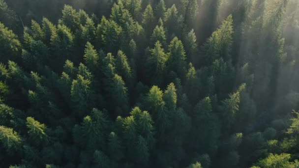 Epikus Drón Felvételek Köd Alatt Mély Vad Nyugodt Zöld Fenyőerdő — Stock videók