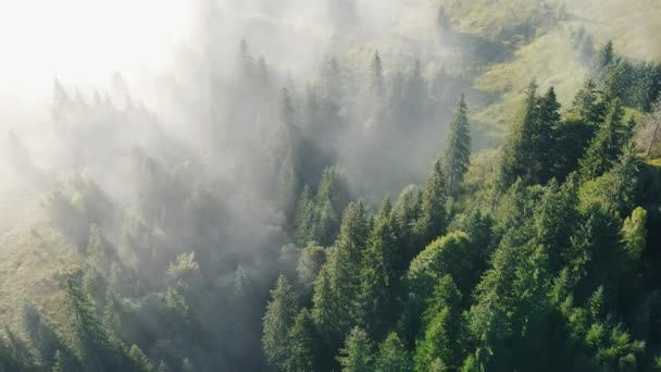 Удивительный Вдохновляющий Эпический Снимок Утреннего Тумана Над Зеленым Сосновым Лесом — стоковое видео