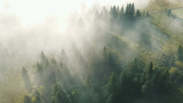 Drone Luar Biasa Menembak Kabut Pagi Hari Bergulir Atas Hutan — Stok Video