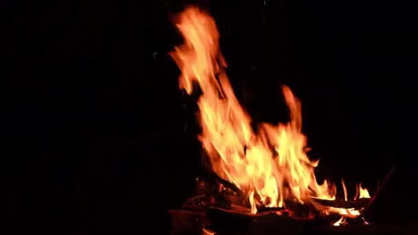 夏や秋の日には松林を背景に 暗い中で明るい炎のたき火を閉じます 火の中で枝を燃やし炎の舌 ハイキング キャンプビブ アウトドアライフスタイル気分 — ストック動画