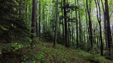 Güzel, sakin bir orman. Orman ve orman konsepti. Bahar ya da yaz gününde taze yeşil yapraklar.