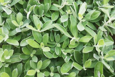 Yeşil yaprak arkaplanını kapat ve metin için üst boşluğu boşalt .