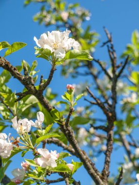 Цвет яблони