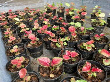 Bon ağaçlarının fidanlığı büyümek ve farklı yerlere dikilmek için güçlü olmak..