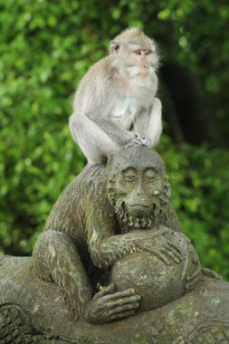 Kutsal Ormandaki Maymun Tapınağı, Bali, Endonezya