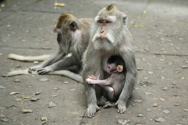 Mono en el Santuario del Bosque Sagrado, Bali, Indonesia — Foto de Stock