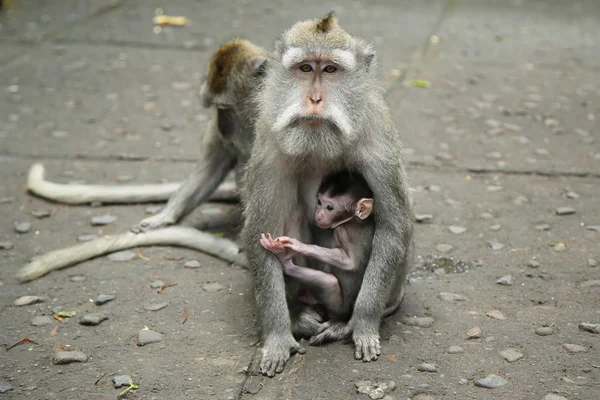 Mono en el Santuario del Bosque Sagrado, Bali, Indonesia — Foto de Stock