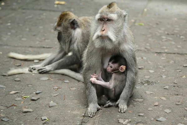 Mono en el Santuario del Bosque Sagrado, Bali, Indonesia — Foto de Stock