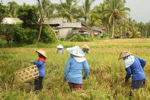 Una escena tradicional de trabajadores balineses locales trabajando manualmente en los campos de arroz durante la temporada de cosecha —  Fotos de Stock