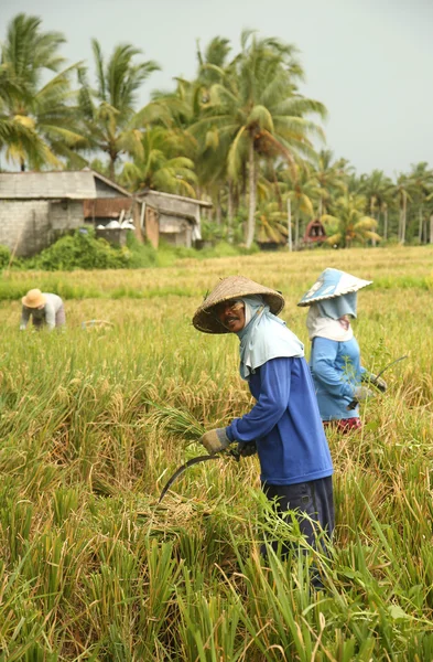 Una escena tradicional de trabajadores balineses locales trabajando manualmente en los campos de arroz durante la temporada de cosecha —  Fotos de Stock