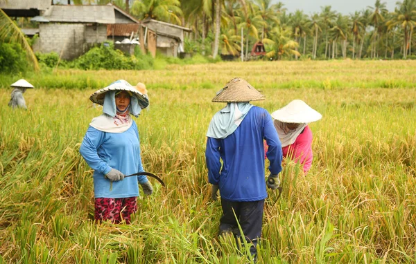 Una escena tradicional de trabajadores balineses locales trabajando manualmente en los campos de arroz durante la temporada de cosecha —  Fotos de Stock