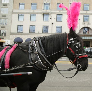 59 sokak Manhattan'daki Central Park'a yakın at arabası.