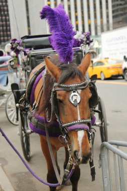59 sokak Manhattan'daki Central Park'a yakın at arabası.