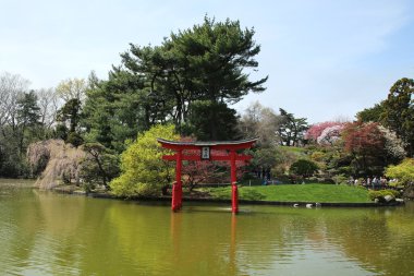 Sakura blossom Japon Garden brooklyn Botanik Bahçesi