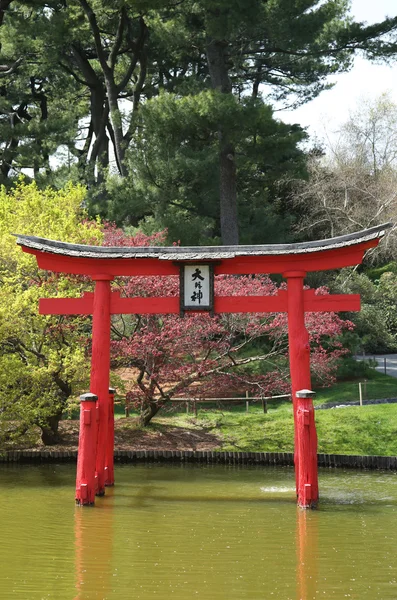 Sakura blossom at the Japanese Garden in the Brooklyn Botanic Garden — Stock Photo, Image