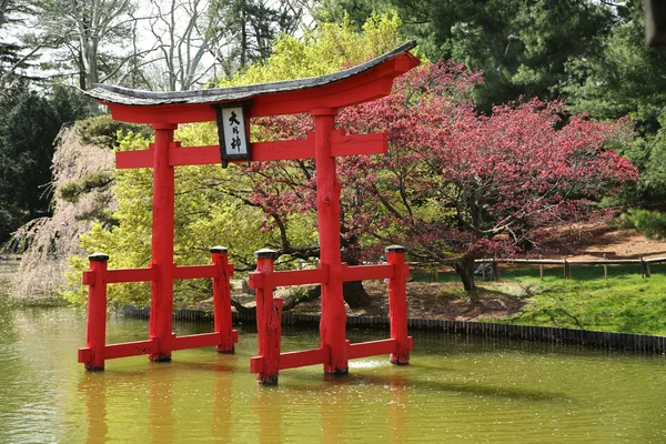 Sakura blossom at the Japanese Garden in the Brooklyn Botanic Garden — Stock Photo, Image