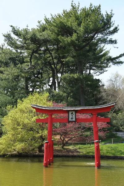 Sakura blossom at the Japanese Garden in the Brooklyn Botanic Garden — Stock Photo, Image