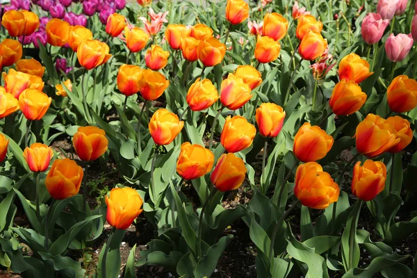 Tulips in Brooklyn Botanic Garden — Stock Photo, Image