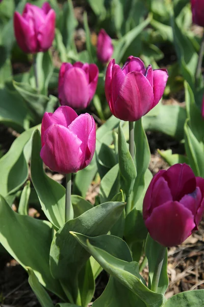 Tulips in Brooklyn Botanic Garden — Stock Photo, Image