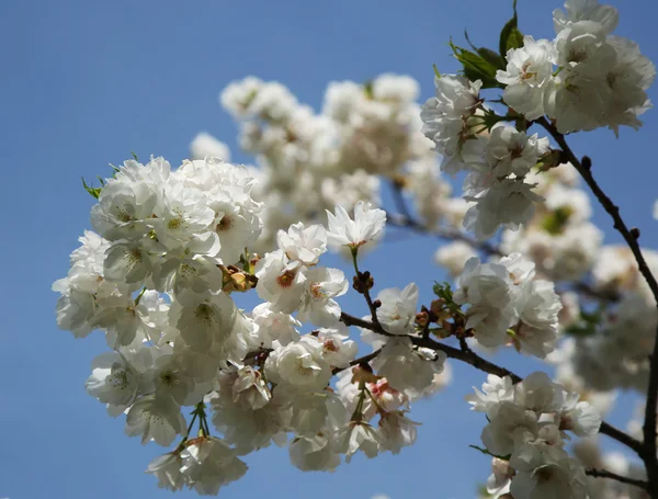 Japonská třešňový květ — Stock fotografie