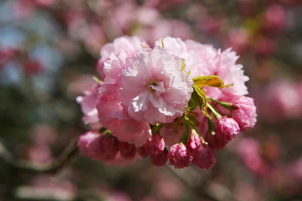 Japonská třešňový květ — Stock fotografie