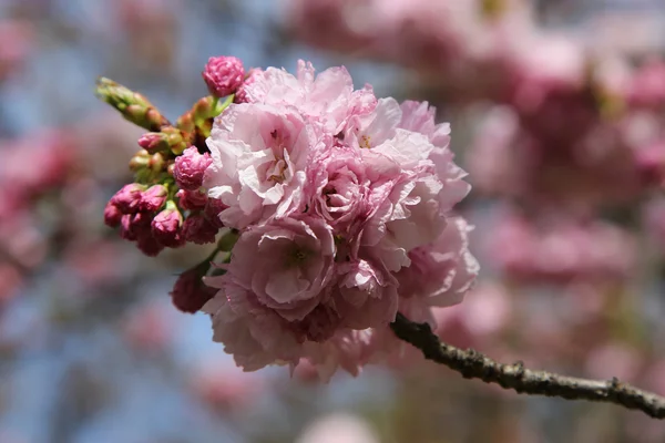 Japonská třešňový květ — Stock fotografie